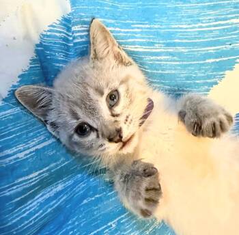 Alice -  Domestic Short Hair Cat for Adoption in Winnipeg, Manitoba - Alice | PetCurious