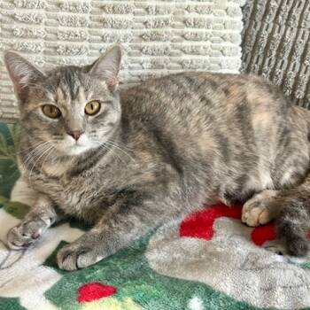 Rescue Domestic Short Hair Cats for Adoption in Fargo, North Dakota - Shine--In Foster | PetCurious