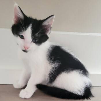 Daphne -  Domestic Medium Hair Cat for Adoption in Lenexa, Kansas - Daphne | PetCurious