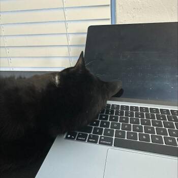 Margie -  Domestic Short Hair Cat for Adoption in Gainesville, Florida - Margie | PetCurious