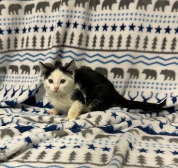 Rescue Domestic Medium Hair Cats for Adoption in Newberg, Oregon - Blizzard | PetCurious