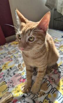 Rescue Domestic Short Hair Cats for Adoption in Mendham Township, New Jersey - Blaze - In Foster Care Super Playful And Sweet | PetCurious