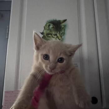Cashew -  Domestic Short Hair Cat for Adoption in Greenville, South Carolina - Cashew | PetCurious