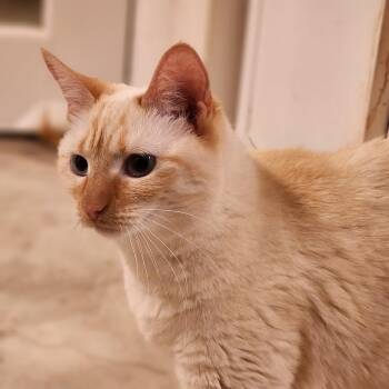 Eume -  Siamese Cat for Adoption in Toms Brook, Virginia - Eume | PetCurious