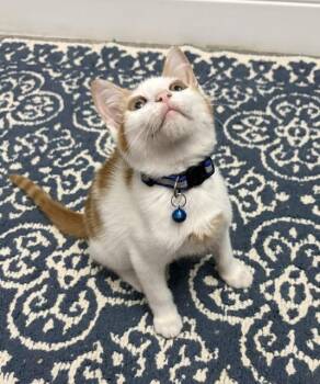 Buddy -  American Shorthair Cat for Adoption in Maitland, Florida - Buddy | PetCurious