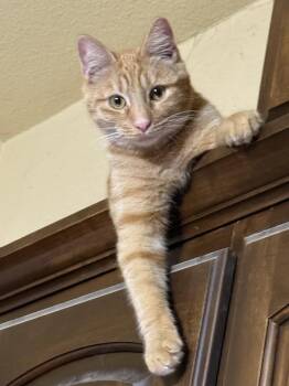 Nico -  Domestic Short Hair Cat for Adoption in Mesquite, Texas - Nico | PetCurious