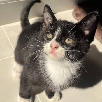 Reuse -  Domestic Short Hair Cat for Adoption in Chicago, Illinois - Reuse | PetCurious