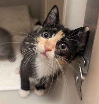 MADDIE -  Domestic Short Hair Cat for Adoption in Salinas, California - MADDIE | PetCurious