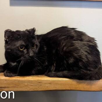 Domestic Short Hair Cats Available for Adoption - BRANDON | PetCurious