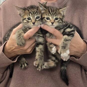Lil Rascal -  Domestic Short Hair Cat Available for Adoption in Fairmont, West Virginia - Lil Rascal | PetCurious