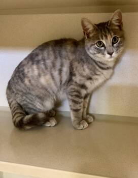 Rescue Dilute Tortoiseshell Cats for Adoption in Thayne, Wyoming - Maxine | PetCurious