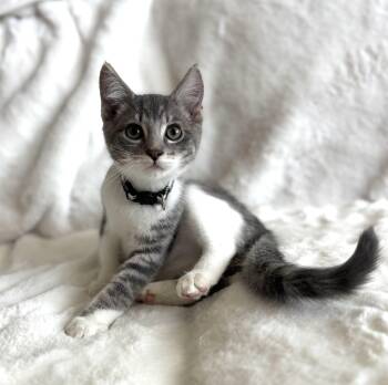 Key Lime Pie -  Domestic Short Hair Cat for Adoption in Davis, California - Key Lime Pie | PetCurious