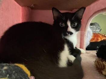 BART & Lisa -  Domestic Short Hair Cat Available for Adoption in Rochester, Washington - BART & Lisa | PetCurious