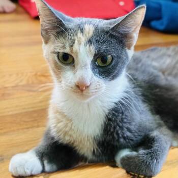 Honey -  Domestic Short Hair Cat for Adoption in La Grange, Kentucky - Honey | PetCurious