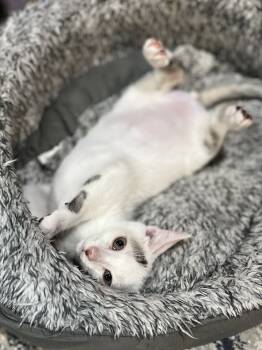 Rescue Domestic Short Hair Cats for Adoption in Randolph, Massachusetts - Lucky Levi | PetCurious