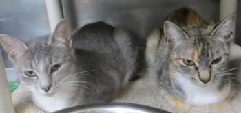 CHARLOTTE & EMILY (Adoption Pending) -  Domestic Short Hair Cat for Adoption in Taunton, Massachusetts - CHARLOTTE & EMILY (Adoption Pending) | PetCurious