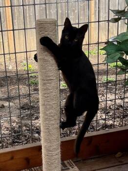 Domestic Short Hair Cats Available for Adoption - Kismet | PetCurious