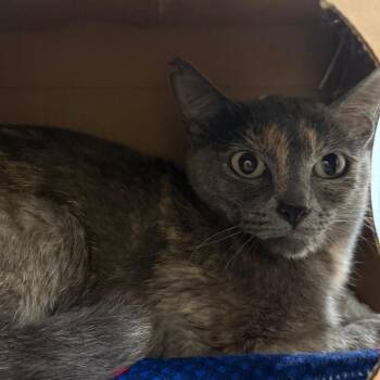 Domestic Short Hair Cats Available for Adoption in Reno, Nevada - Rose | PetCurious
