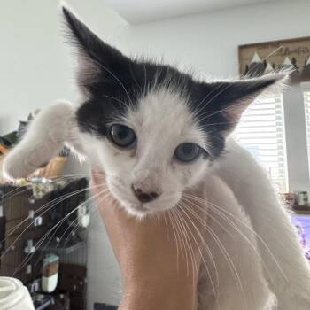 Domestic Medium Hair Cats Available for Adoption in Park Row, Texas - Louie | PetCurious