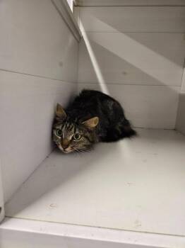 Domestic Long Hair Cats Available for Adoption in Athens, Tennessee - Skittles | PetCurious