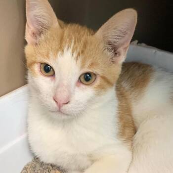 Dustin -  Domestic Short Hair Cat for Adoption in Cleveland, Mississippi - Dustin | PetCurious