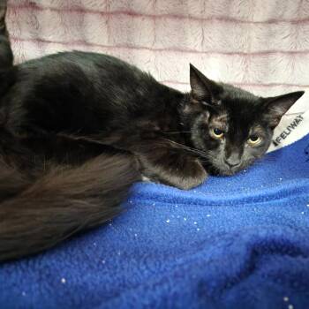 Tippy -  Domestic Short Hair Cat for Adoption in Walker, Michigan - Tippy | PetCurious