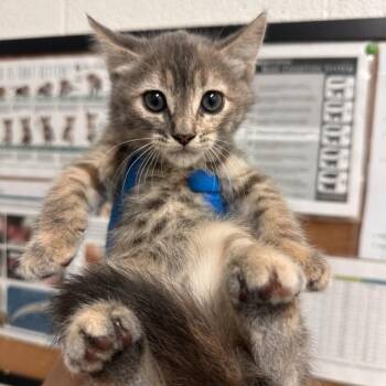 Domestic Short Hair Cats Available for Adoption in Edinburg, Texas - Gretchen | PetCurious