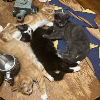 Edward -  Domestic Short Hair Cat for Adoption in Washougal, Washington - Edward | PetCurious