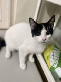 Tommy -  Domestic Short Hair Cat for Adoption in Clayton, North Carolina - Tommy | PetCurious