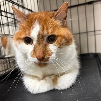 Davey -  Domestic Short Hair Cat for Adoption in Bloomington, Illinois - Davey | PetCurious