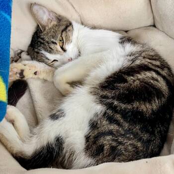 Rescue Domestic Short Hair Cats for Adoption in Riverwoods, Illinois - Cherry Blossom | PetCurious