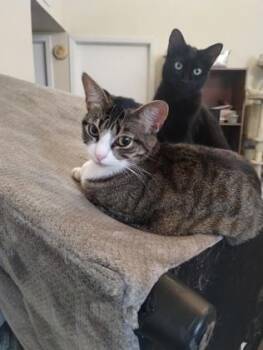 Aurora -  Domestic Short Hair Cat for Adoption in Fort Worth, Texas - Aurora | PetCurious