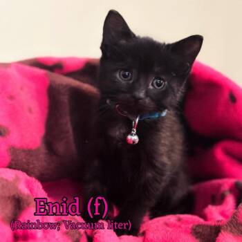 Enid -  Domestic Short Hair Cat for Adoption in Fremont, Nebraska - Enid | PetCurious