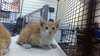 MICKEY -  Domestic Short Hair Cat for Adoption in Doral, Florida - MICKEY | PetCurious