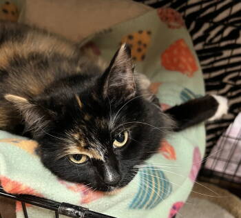 Rescue Domestic Short Hair Cats for Adoption in Blasdell, New York - Daisy | PetCurious