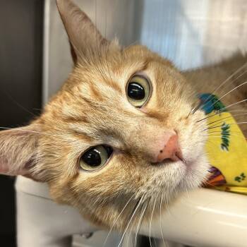 Elmer -  Domestic Short Hair Cat for Adoption in Lakewood, Colorado - Elmer | PetCurious