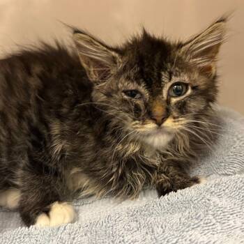 Walnut (white collar) -  Domestic Medium Hair Cat for Adoption in Redwood City, California - Walnut (white Collar) | PetCurious