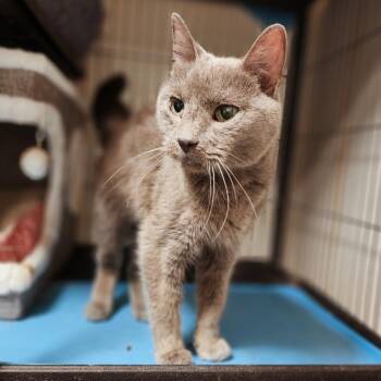 Sissy -  Domestic Short Hair Cat for Adoption in Toms Brook, Virginia - Sissy | PetCurious