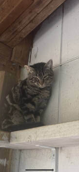 Rescue American Shorthair Cats for Adoption in Westbrook, Connecticut - Galilleo | PetCurious