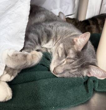 Io -  Domestic Short Hair Cat for Adoption in Austin, Texas - Io | PetCurious