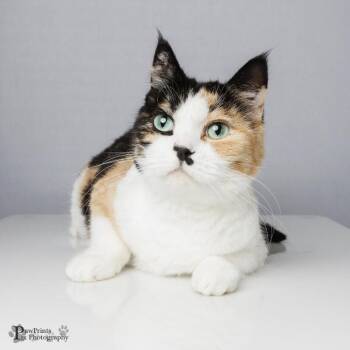 Kitty -  Domestic Short Hair Cat for Adoption in Maryville, Tennessee - Kitty | PetCurious