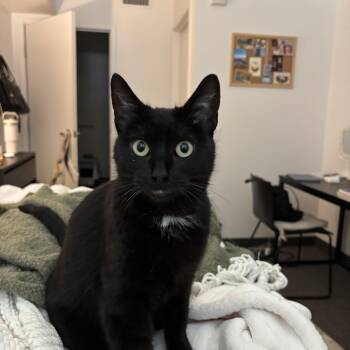 Bombay Cats Available for Adoption - Bella | PetCurious