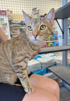 Rescue Domestic Short Hair Cats for Adoption in Villa Park, California - Friday | PetCurious