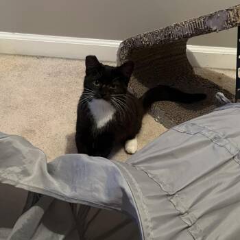 Magnolia (F17) -  Domestic Short Hair Cat Available for Adoption in Hedgesville, West Virginia - Magnolia (F17) | PetCurious