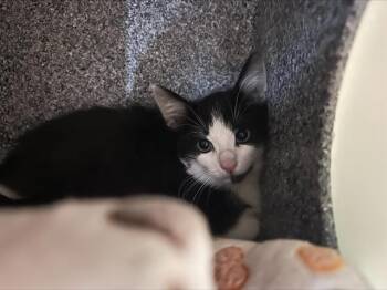 Rescue Domestic Short Hair Cats for Adoption in Pasadena, California - A525347 | PetCurious