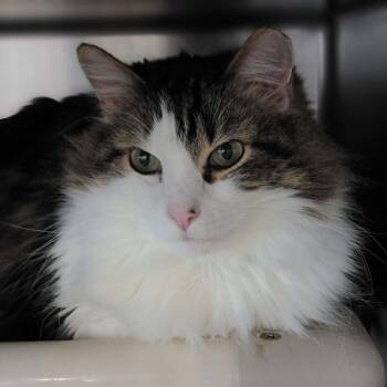 Domestic Short Hair Cats Available for Adoption - Grape - Bonded To Mello | PetCurious