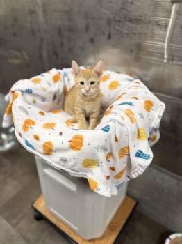 Tabby Cats Available for Adoption in Jurupa Valley, California - Buttercup | PetCurious