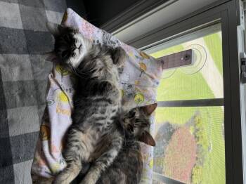 Cedric and Clover -  Tabby Cat for Adoption in Melrose, Massachusetts - Cedric And Clover | PetCurious