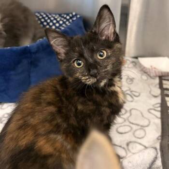 Brownie -  Domestic Short Hair Cat for Adoption in Marshall, Virginia - Brownie | PetCurious