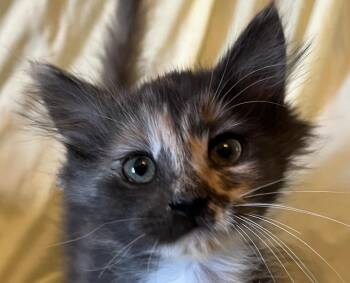 Inspire -  Domestic Long Hair Cat for Adoption in Connelly Springs, North Carolina - Inspire | PetCurious